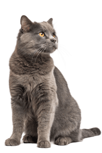 Calm grey cat sitting upright