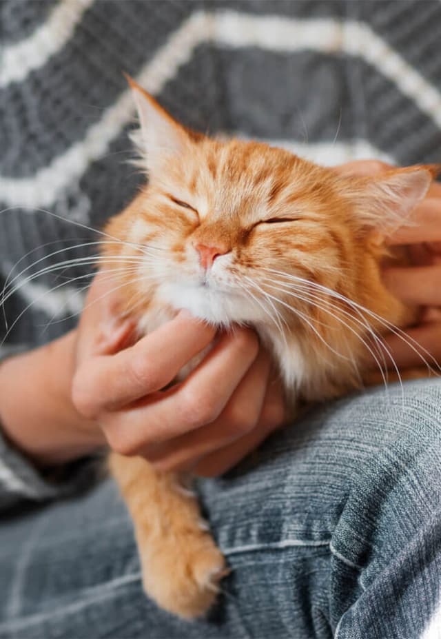 Hands petting a ginger cat
