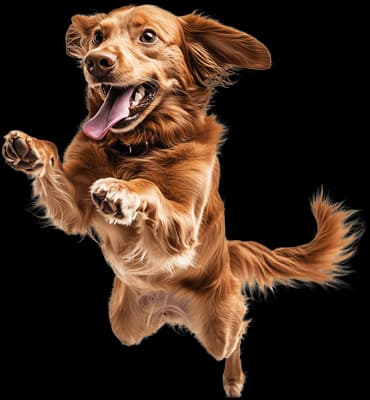 Golden retriever jumping